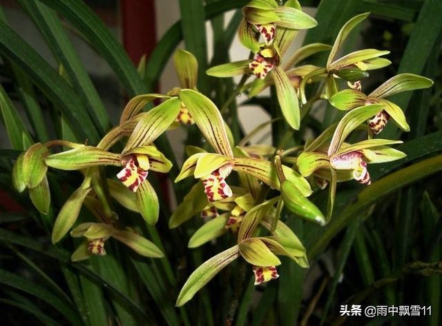 兰叶焦尖发黑是什么原因,兰花叶子焦尖是生病还是缺水判断