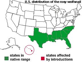 最大蜗牛入侵我国，南方到处是：非洲人的美食，中国人却不敢吃