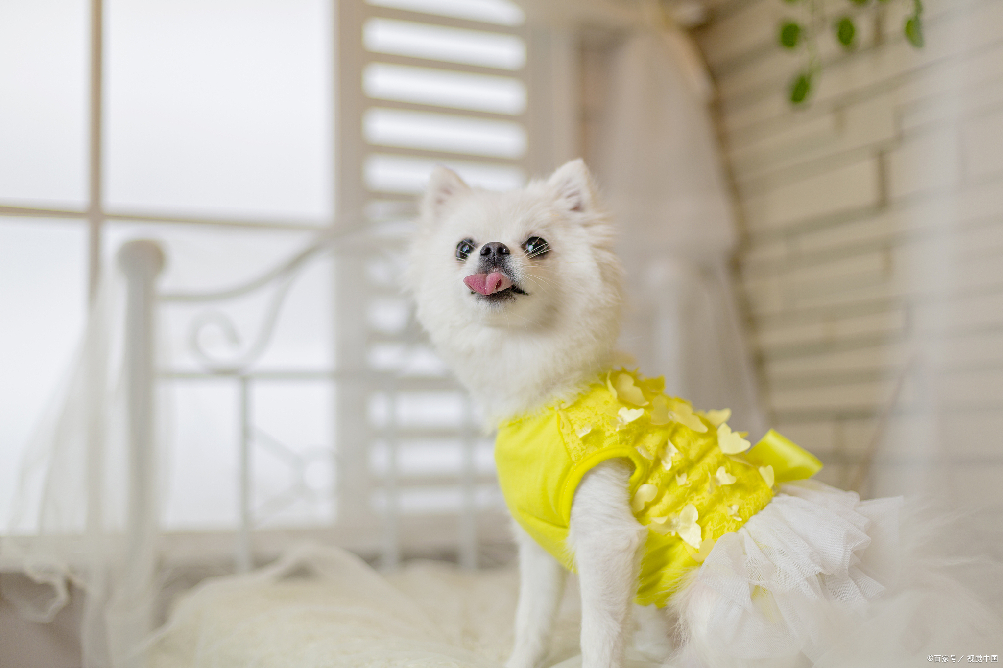 博美不吃以前的狗粮,博美不吃胡萝卜怎么办