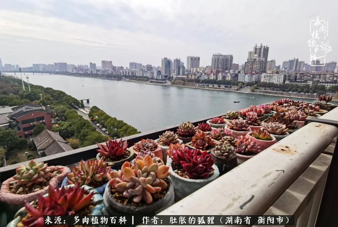 多肉用大盆养好还是用小盆养,多肉用石子养好还是用土养好