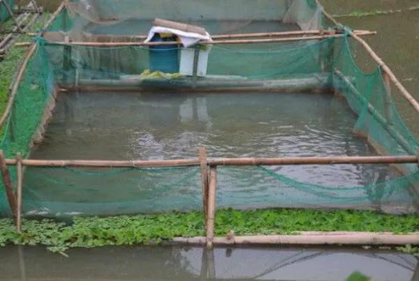 网箱养鱼的十大特点,网箱养鱼的技巧和方法
