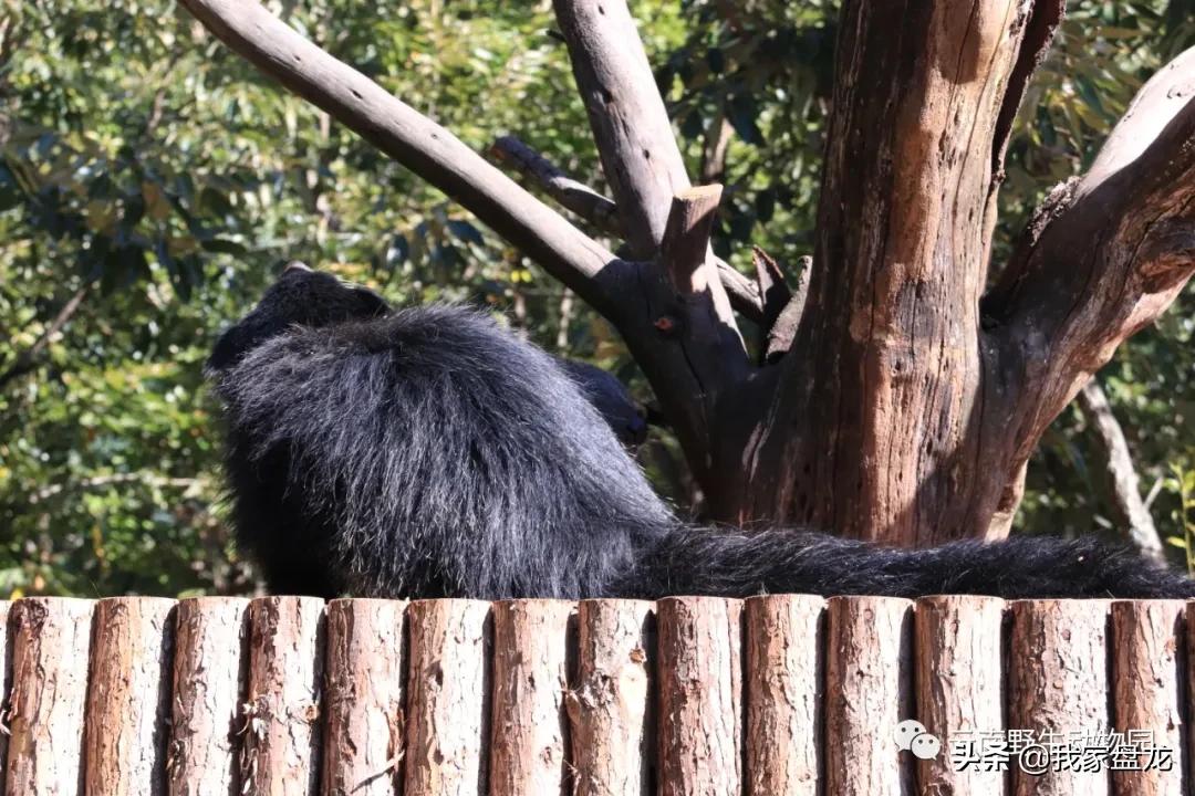 生物的多样性之美,生物多样性之美介绍