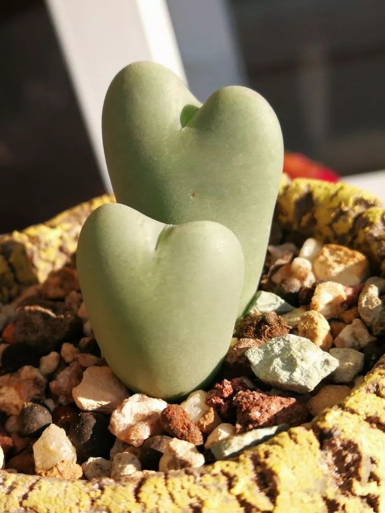 一杯清茶一道暖阳,一杯清茶温暖的时光