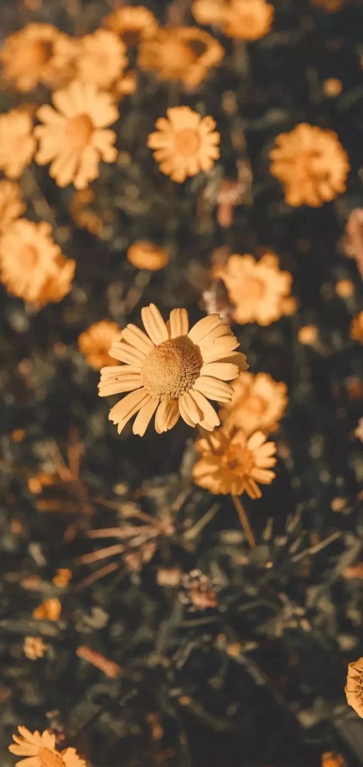 壁纸大全高清手机壁纸,手机壁纸精选高清壁纸