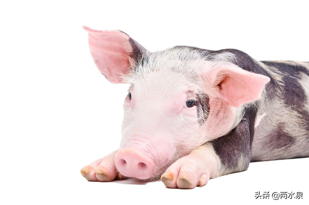 刚怀孕的母猪可以驱虫吗,母猪产后驱虫的正确方法