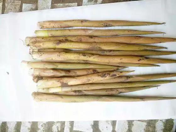 竹子开花，百年难遇的奇闻怪事，生命的最后绽放