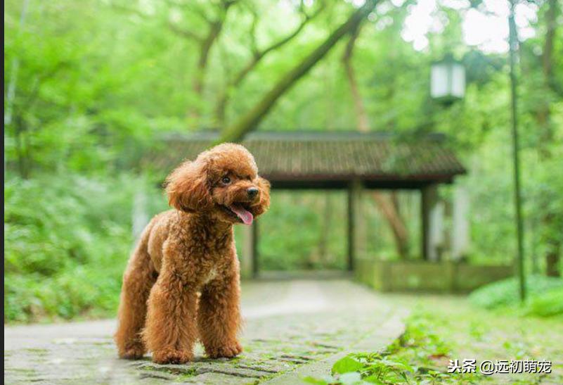 流浪宠物小泰迪怎么养好,一只小泰迪的乐趣