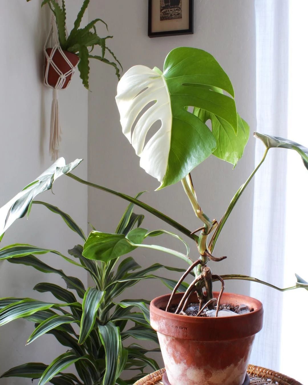 龟背竹一米高的多少钱一盆,几十块龟背竹