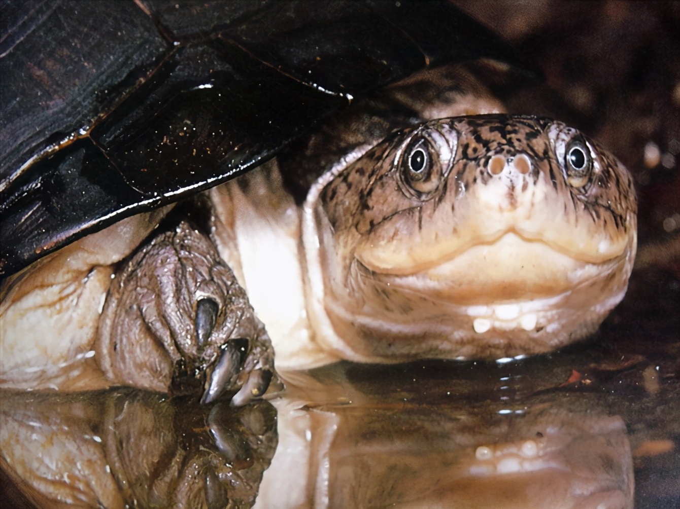 龟类纪录片,龟类图片