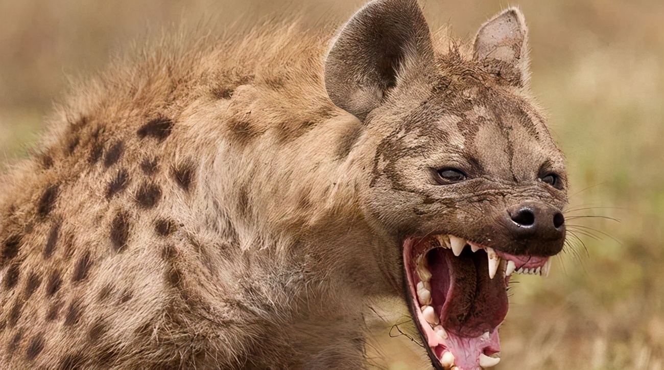 鬣狗和平头哥打架真实记录,鬣狗想捕食平头哥结果惹错了对象