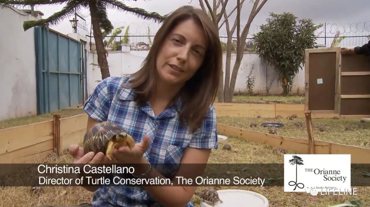 龟中“考拉”，请别让我们的孩子在博物馆见到它们...