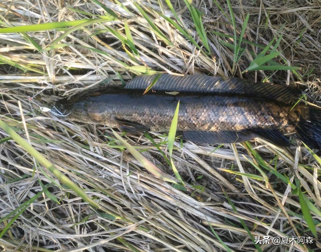 路亚不了解饵重,路亚不知道钓什么