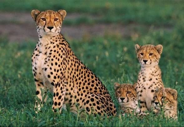 猫咪呕吐便便很臭是怎么回事,猫咪便便臭是不是因为上火