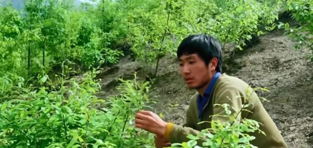 鸡窝洼人家贾平凹全文下载,贾平凹小说鸡窝洼人家讲的什么