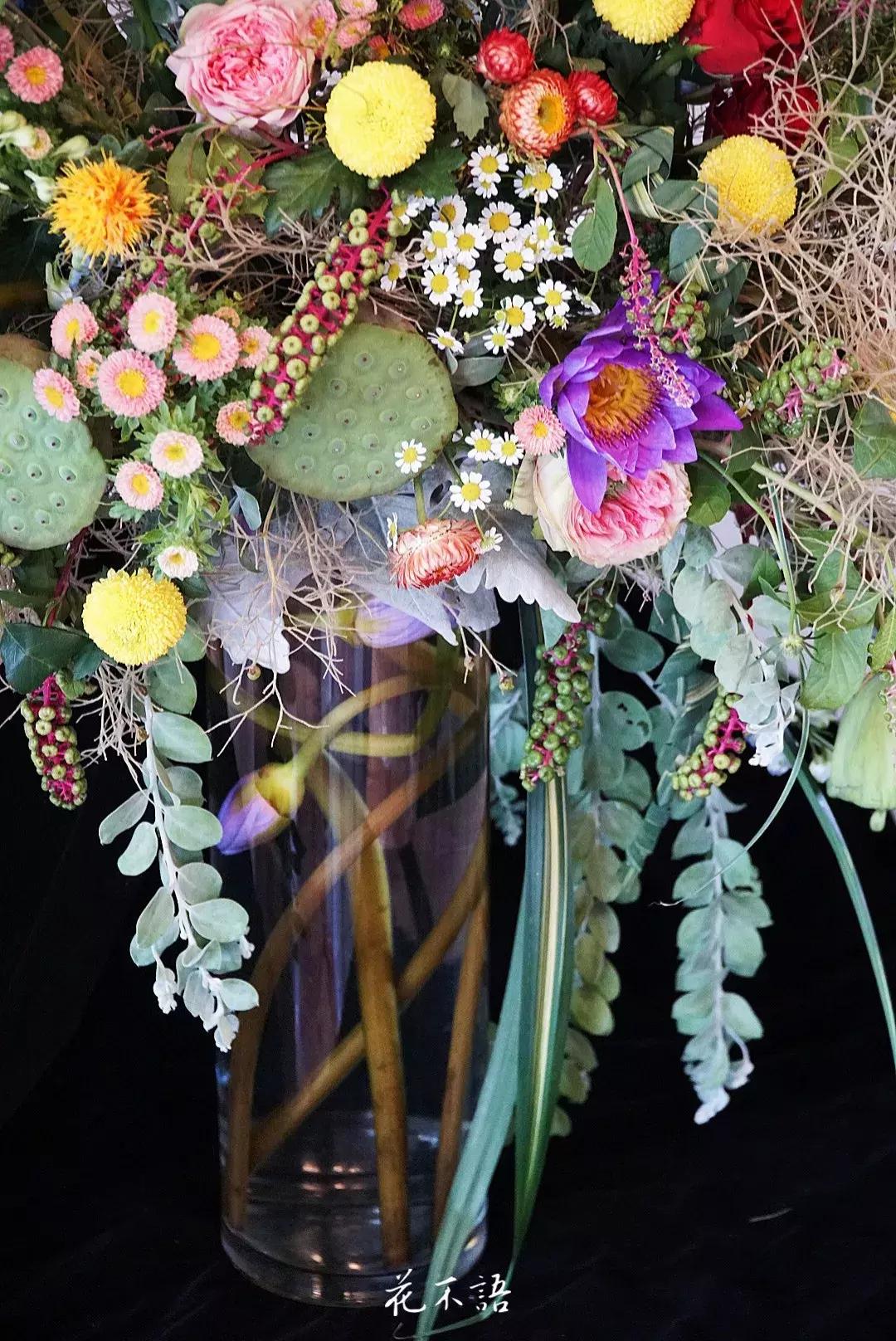 睡莲9月的养护,睡莲的养护方法文字