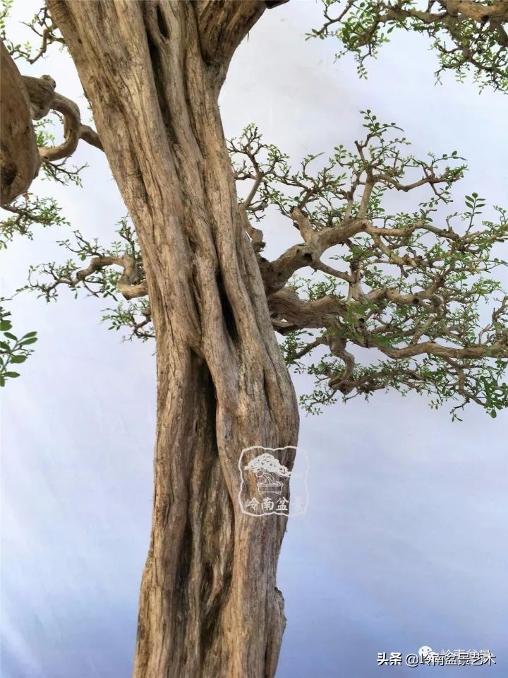 骞哥涔呬箙鐢滅敎铚滆湝,骞哥涔呬箙