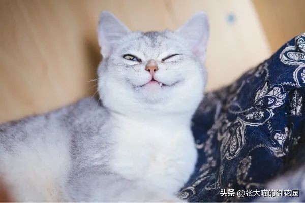 铲屎官一定要知道猫咪的求救信号,铲屎官最担心猫咪的几件事