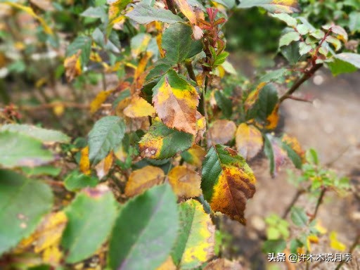 月季修剪后黑杆怎么处理,月季黑杆最好的治疗方法