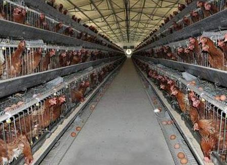 如何让蛋鸡多产蛋,蛋鸡多下蛋妙招