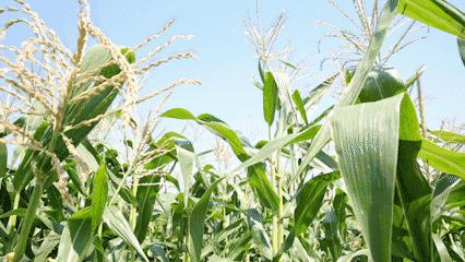 关于立秋的重要事,立秋关于立秋你知道多少