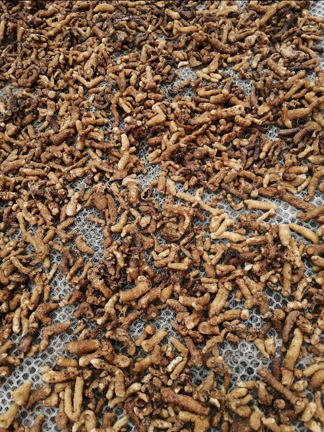 四明山哪座山上有黄精,四明山哪里有山黄精