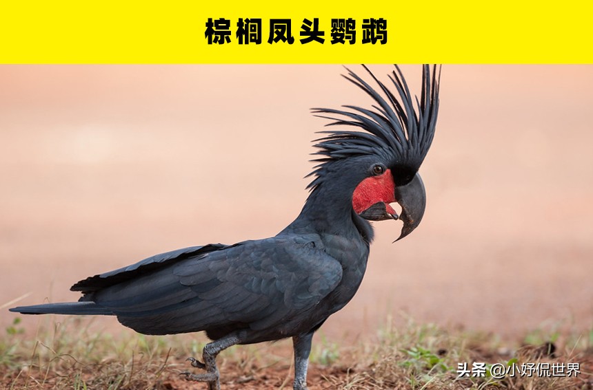 罕见且珍贵的鸟类：5种有钱也未必能够买到的鸟类