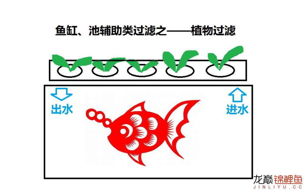 鱼池底部过滤大全详解,养鱼鱼池过滤怎么选择