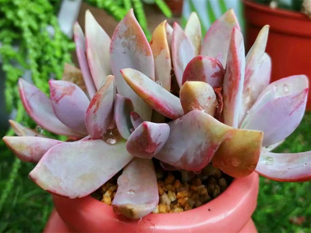 它们的名字都叫初恋,究竟谁真谁假?应该只是不同的肉肉重名了