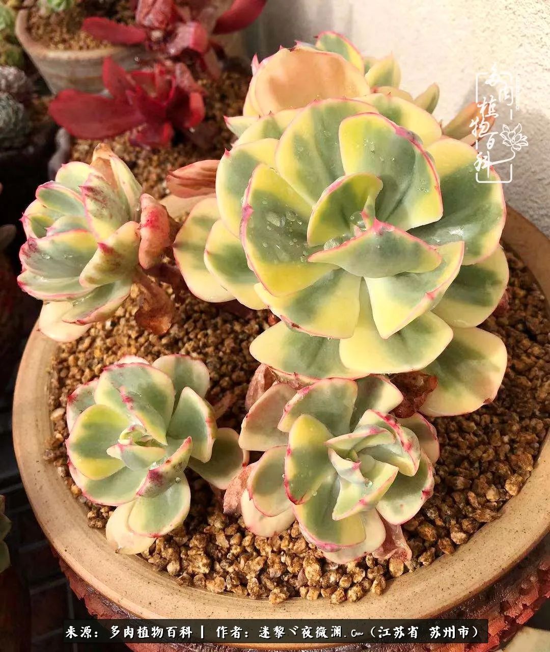 围观多肉版武林大会，一起穿越吧,下