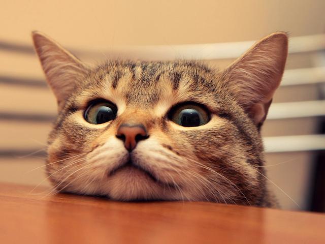 猫咪多少斤才算标准,猫咪多少斤算肥胖