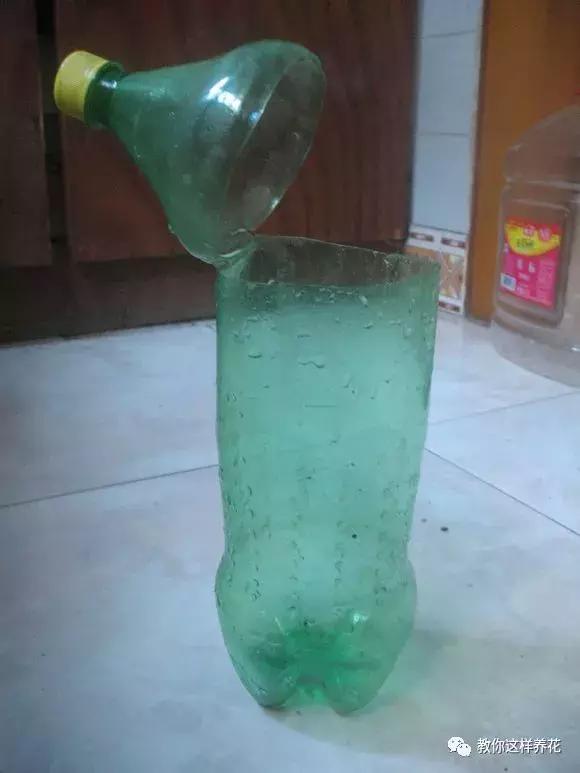 塑料瓶扔了就是扔钱！用来养花就是宝贝，看到了快捡！