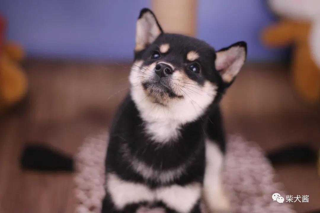 柴犬比较好养又不会飞,柴犬非常健康就是吃得少