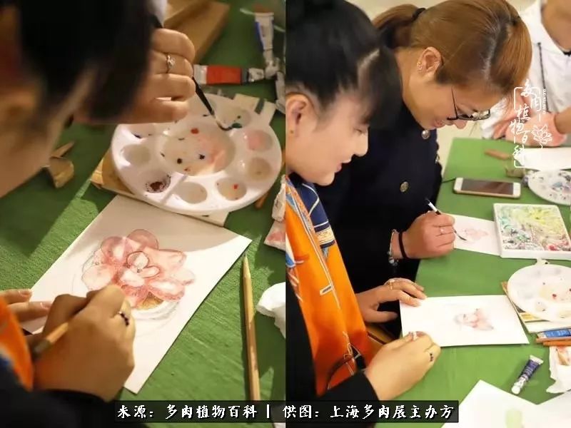 2023多肉展会直播,2023上海多肉植物展