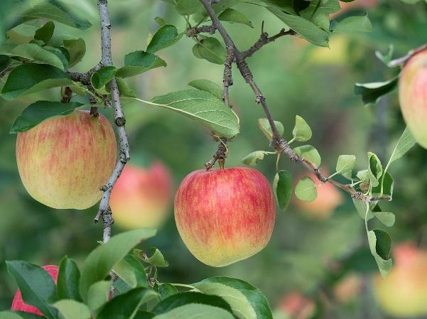 果园害虫金龟子种类,金龟甲病害