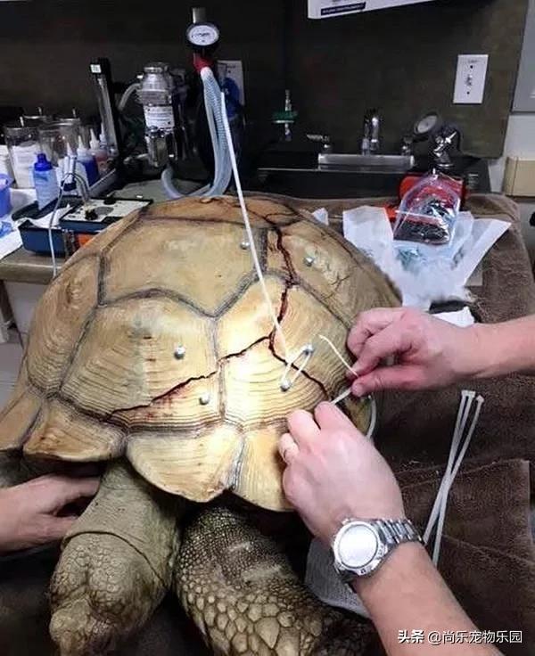 大乌龟从一米的地方摔下来有事吗,大乌龟从高处摔下壳裂出血会死吗