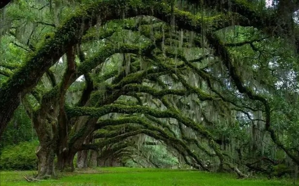 致橡树传达爱情观解析,致橡树表达的爱情观主旨句是什么