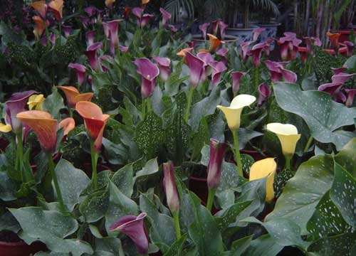 马蹄莲是马蹄开的花吗图片,叶子像马蹄的植物马蹄莲