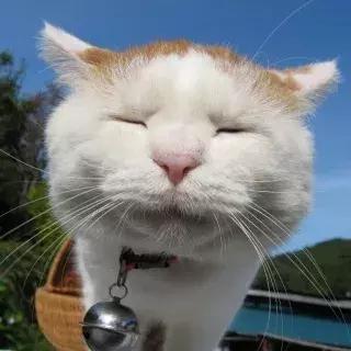 宠物生活节南京,南京宠物文化节活动