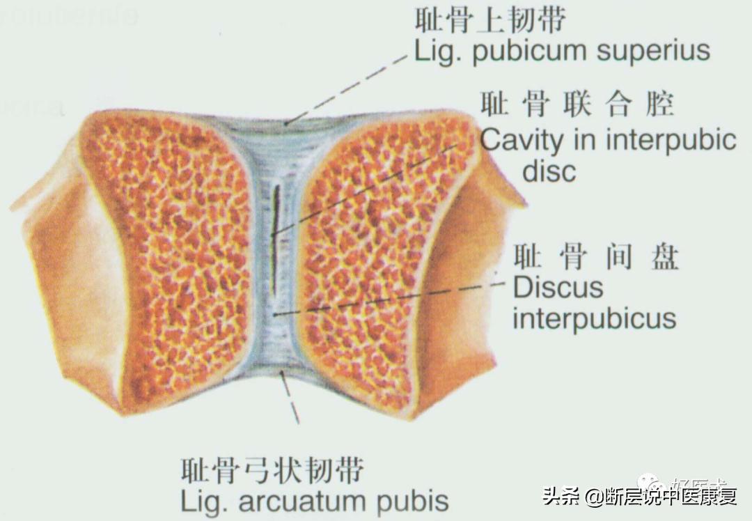 骨盆韧带解剖真实图,骨盆及髋关节的图解