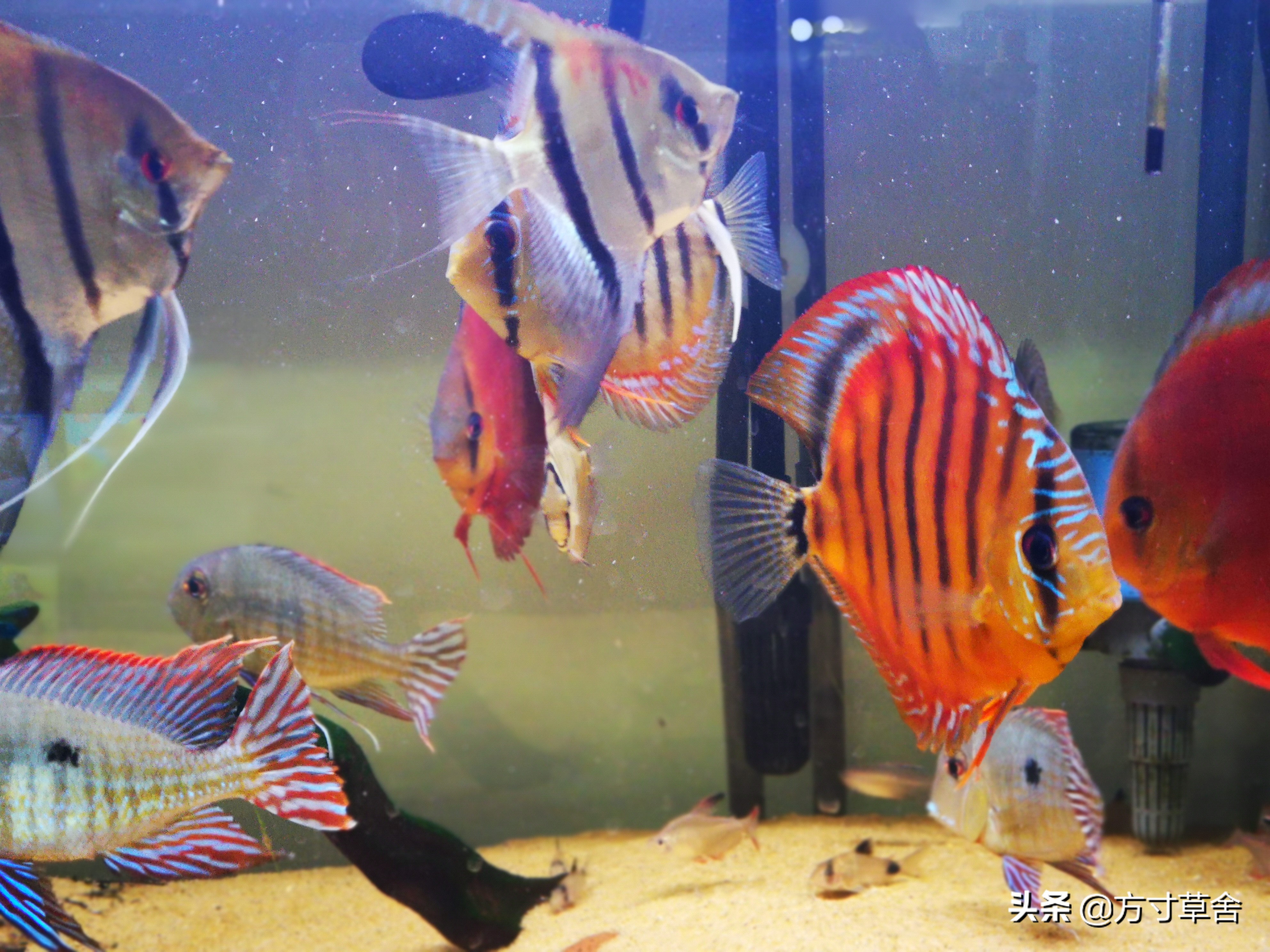 七彩神仙繁殖罐的白卵如何处理,七彩神仙鱼繁殖了48小时变白