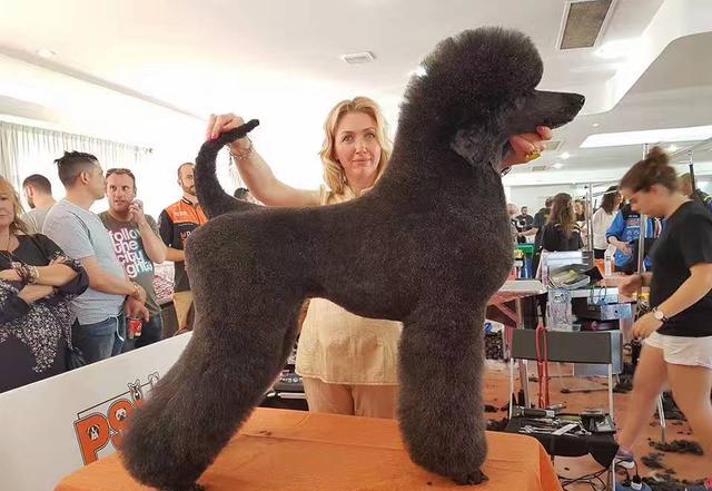 泰迪满大街巨贵很少人养,泰迪巨贵狗怎么才能让它毛发变黑