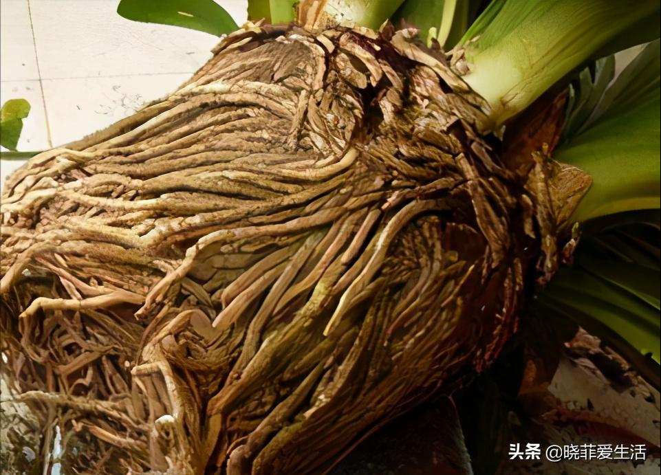 君子兰养了几年不开花要换盆吗,君子兰不开花这样养一年能开两茬