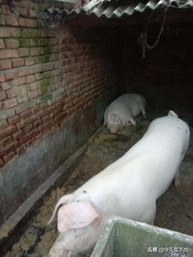 杀猪菜是东北饮食文化的传承,揭秘东北杀猪菜的文化密码