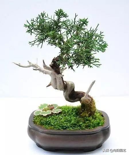 农民大爷自己做的盆景,老大爷盆景制作视频