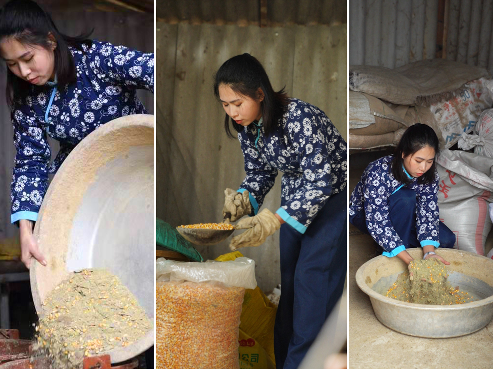 五黑鸡正宗散养,散养的黑乌鸡