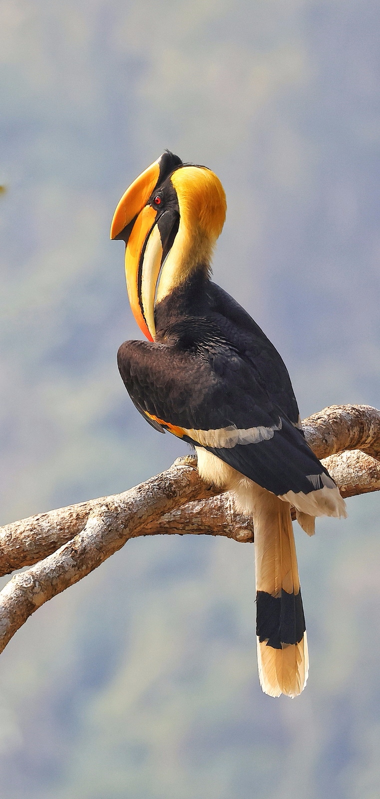 如何用eosr5拍摄视频,eosr5摄影