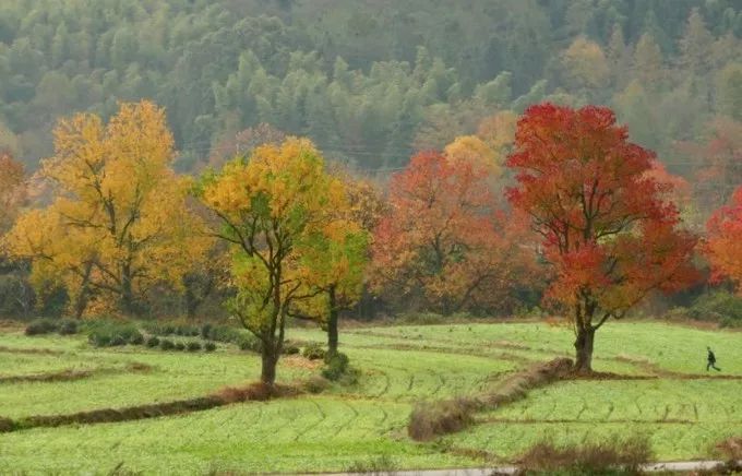 安徽值得去的四大古村,安徽春天最美十大村落