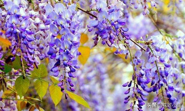 四季开花又耐寒的爬藤植物有哪些,好养的户外爬藤花卉植物有哪些