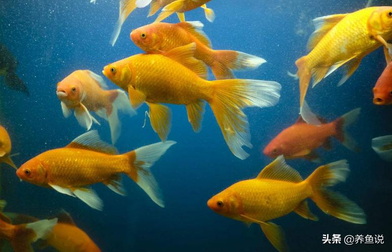养鱼1357法则什么意思,1357养鱼法是什么
