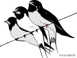 诗经中关于鸟的句子,诗经中寓意美好的鸟